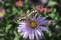 *(17800) La Carte gographique dans sa forme estivale (prorsa) (Lpidoptre - Nymphalidae - Araschnia levana)